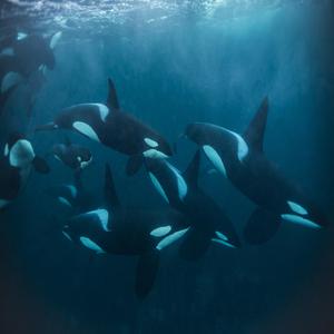 ORCA's R'iyEs (instrumental)
