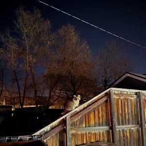 Our dog Brian is dead (Demo)