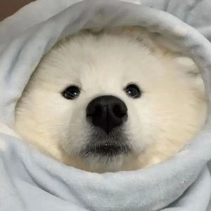 you(cover郑人予）