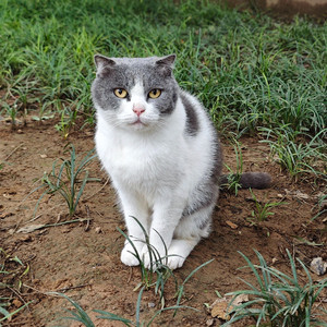 流浪宠物猫