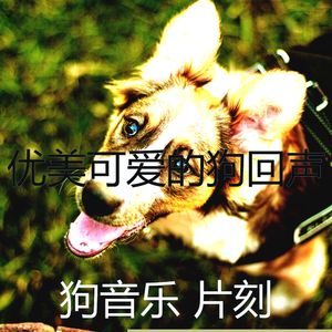 温和训练你的狗梦想