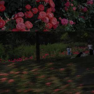 日不落（温柔女生版）