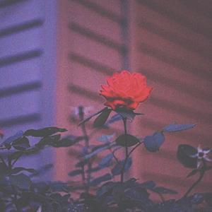 Valentine's Day（情人节♡）