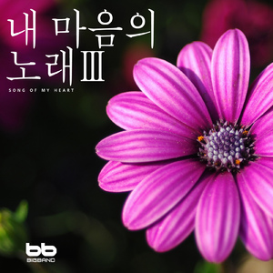 아카시아 꽃 Acacia