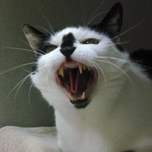 Tomcat