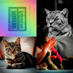 优美压力大的猫器乐