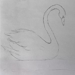 The Swan