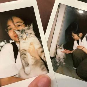 七月是一只银渐层