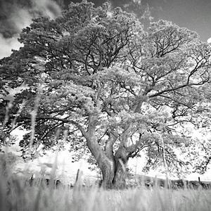 Ściani dumbek (feat. Marek Szlezer & Karol Szymanowski)