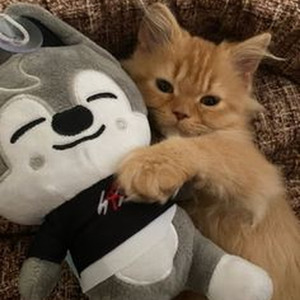 Tame as it Ever Was (sped up)