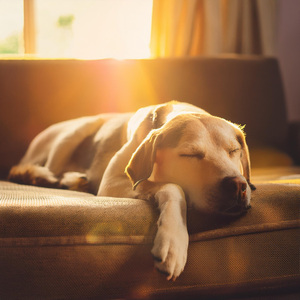 Comienzan Las Cuerdas De Relajación
