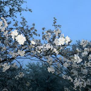 Zomb-Улетали птицами гордыми（矢依_Serenitea remix）