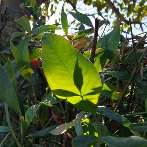 《小刺》词曲唱赵鑫