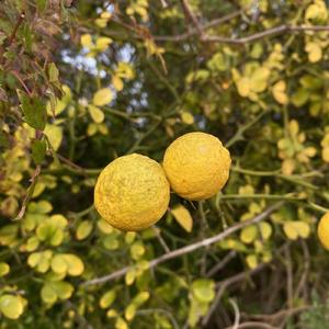 Cran-Pinapple Proseco