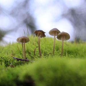 Piano Guitar (Instrumental)