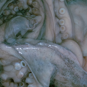 expérience sur l'aube