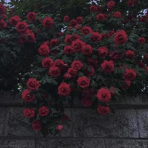 有我呢 翻自：郭一凡