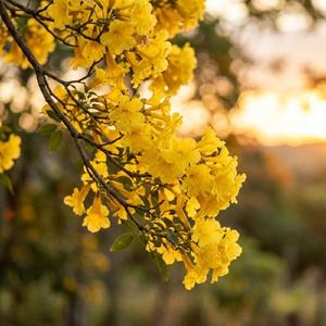 Ipê Amarelo - È de Emocioner
