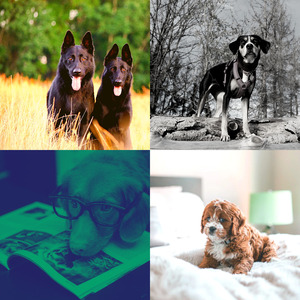 诗意的狗独自在家节奏