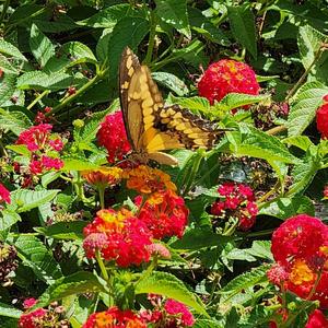 Sunflower Sway (feat. TG NIGHTMXRE)