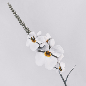 FOOLISH (Feat. DUVV)