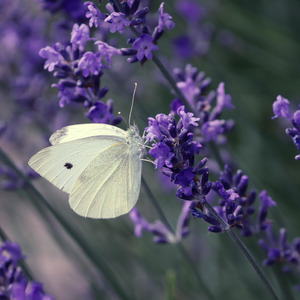 恋する風のダンス