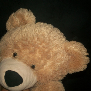 terry bear