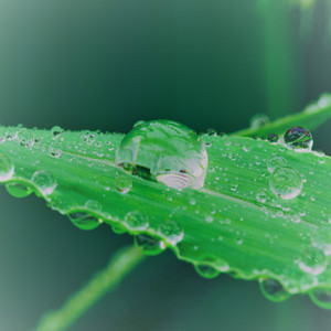 ディープフォレスト