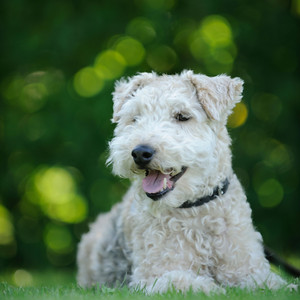 Serene Piano Woofs in Raindrop