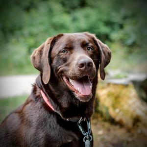 Luna's Hundetraum