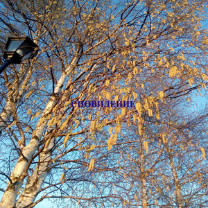 Сновидение