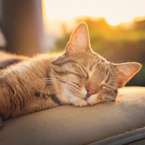 Cadencia De Gato Armonizada