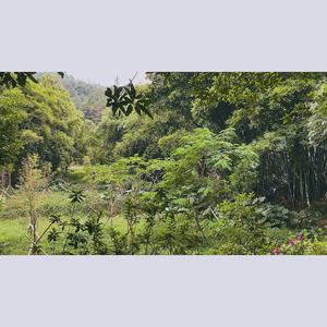 The Girl of Small Things