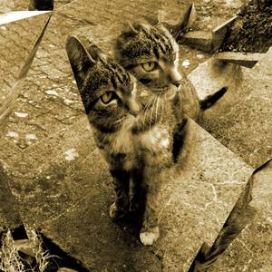 03 - Du bist eine Katze