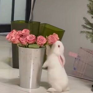 你是我的玫瑰岛共和国