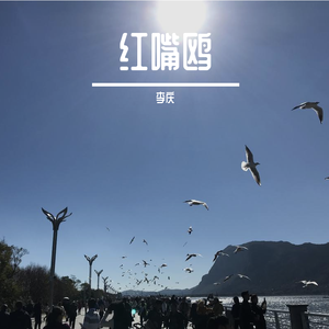 红嘴鸥（part 2）