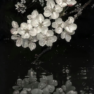 浮生雪