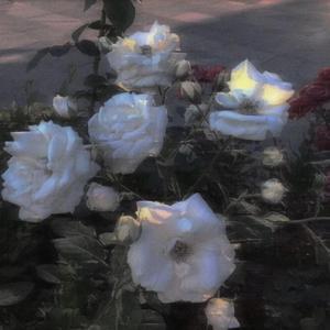 爱丫爱丫（翻自李飘飘）