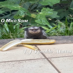O Mico Soim