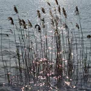 杀死那个石家庄人