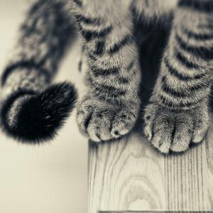 Johann Pachelbel-卡农国风版（孤箬俳 remix）