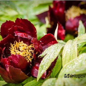 Memory（Prod.GOAT MUSIC）