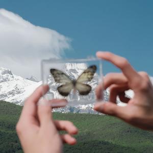 爱似水仙（翻唱）