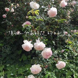 浪漫宇宙的核心