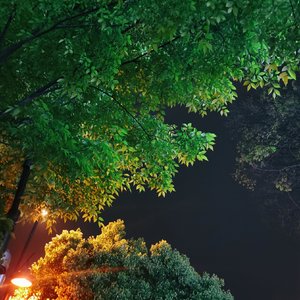 Chimeegui shivneh boroon 静雨轻诉