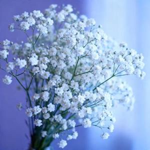 桥边姑娘 (Cover 海伦)