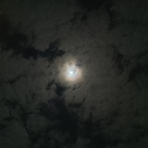 Tu Estrella Favorita (TEF)