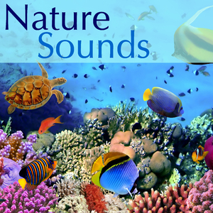 Natute Sounds (Hang Drum)