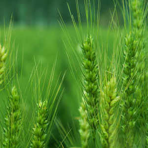 当丁达尔效应出现 光便有了形状 (DJ版)