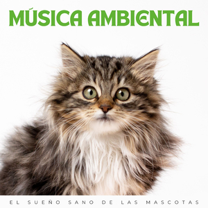 Suavizar El Ambiente